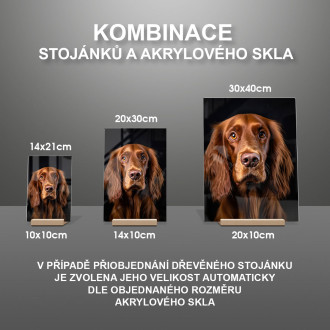 Irský setr realistic
