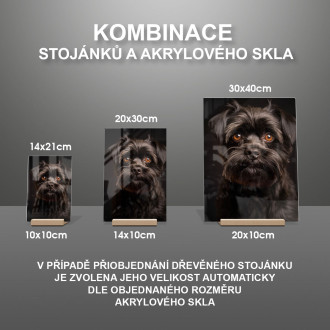 Affenpinscher pes realistic