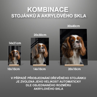 Kavalír King Charles španěl realistic