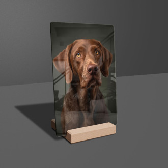 Wirehaired Vizsla realistic