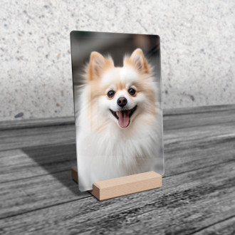 Pomeranian realistic