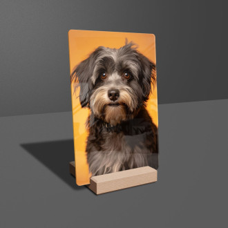 Havanese realistic