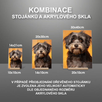 Havanese realistic