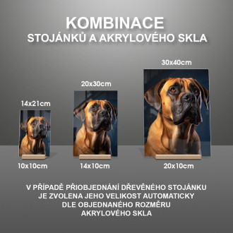 Boerboel realistic