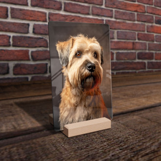 Soft Coated Wheaten Terrier realistic
