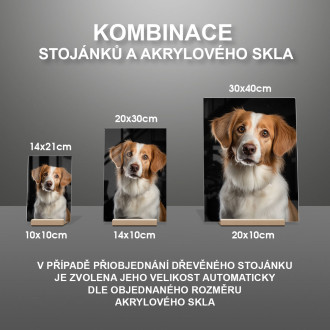 Holandský Kooikerhondje realistic