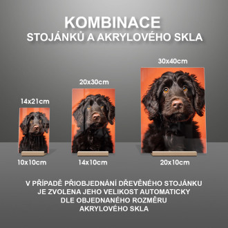 Portugalský vodní pes realistic