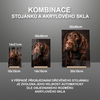 Irský vodní španěl realistic