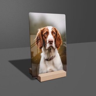 Welsh Springer Spaniel realistic