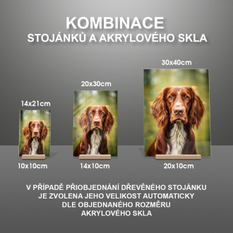 Irský červenobílý setr realistic