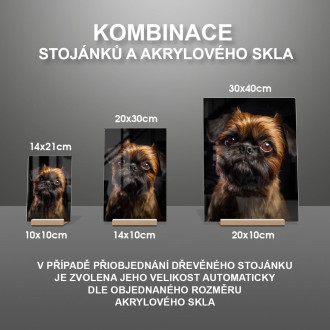 Brussels Griffon realistic