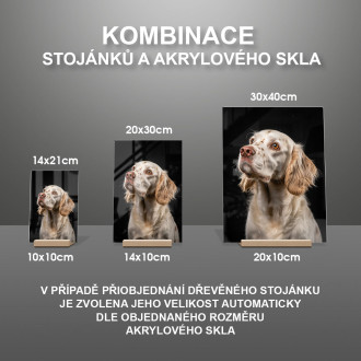 Clumber španěl realistic