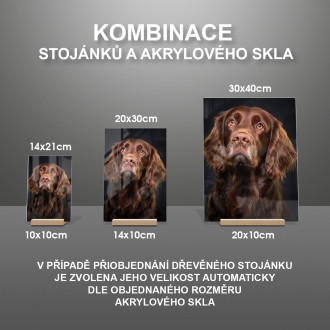 Sussex španěl realistic