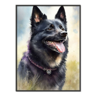 Schipperke akvarel