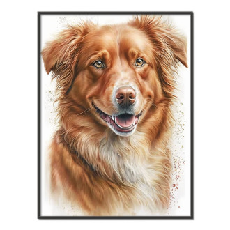 Nova Scotia Duck Toll Retriever akvarel