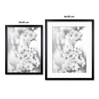 Třešňový květ Plakát