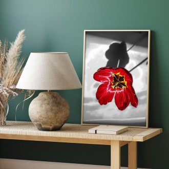 Tulipánový květ Plakát