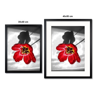 Tulipánový květ Plakát