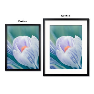 Jemný krokusový květ Plakát