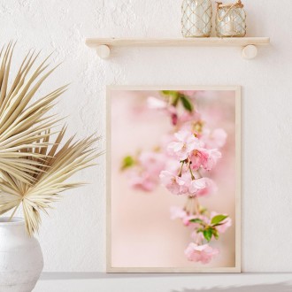 Růžové třešňové květy Plakát