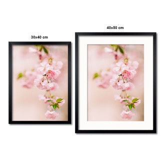Růžové třešňové květy Plakát