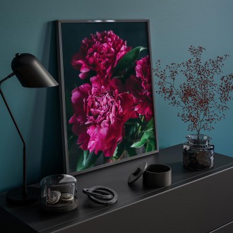 Tmavě karmínová pivoňka Plakát