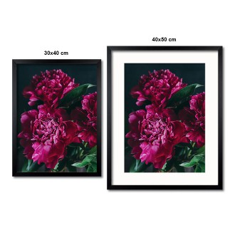 Tmavě karmínová pivoňka Plakát