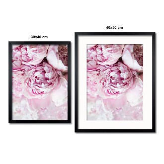 Bílé a růžové pivoňky Plakát