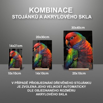 Akrylové sklo Barevný papoušek